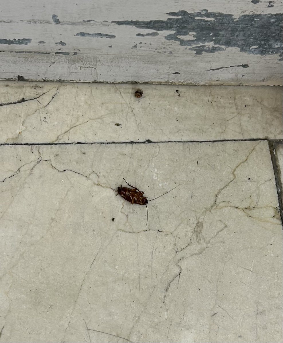 txemgar's tweet photo. @elcorteinglesac ayer, en el súper de ECI de Duque (Sevilla) había una cucaracha patas arriba al lado de la puerta del almacen pegado a verduras y las frutas que aún movía las antenas. Avisé a un reponedor, que quedaba regular ahí y me dijo: eso no soy yo, eso es a limpieza,hijo https://t.co/WRMJf1MigY