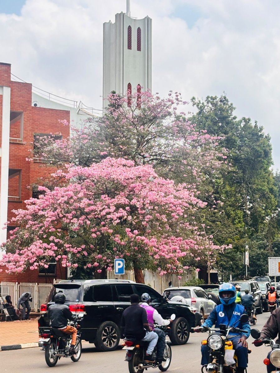 pauli_eja's tweet photo. Oh but it's Cherry Blossom season in Kampala🌸 💕
I'm in awe https://t.co/jWzh7sc6Qp