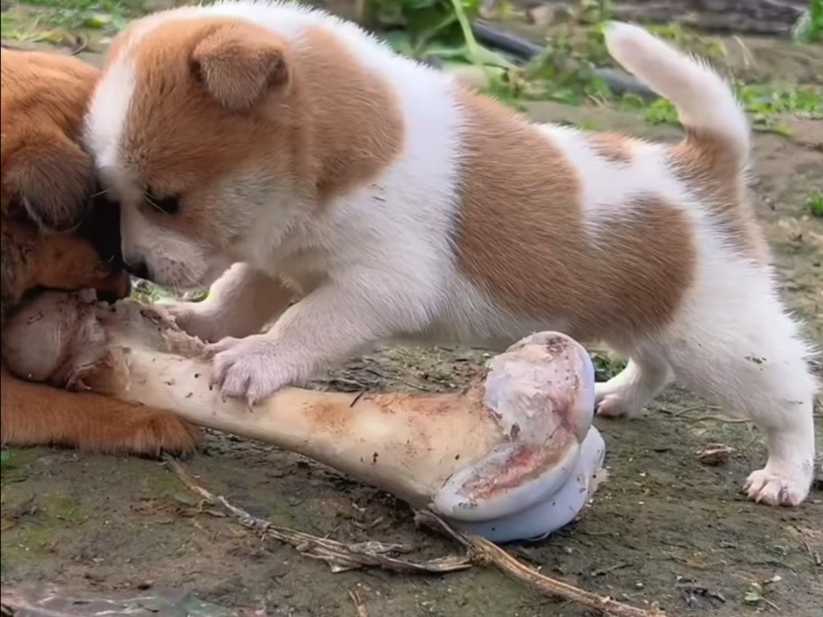 RomanyFoad2's tweet photo. Watched my little rescue pup take her first wobbly steps today—now she’s zooming around the yard like a tiny tornado, eating up every messy, perfect growth milestone! https://t.co/XheI9tcmOK