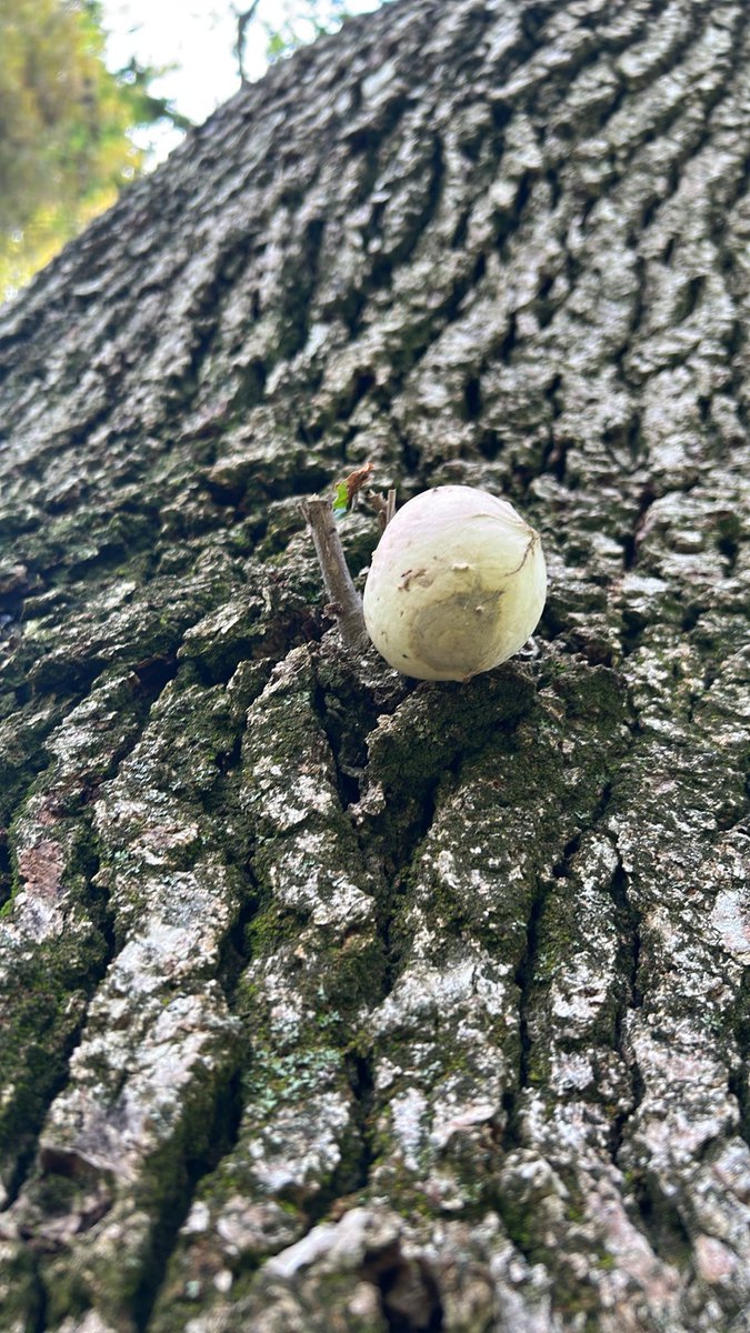 TwoWheeledChef's tweet photo. Found a puffball on a tree #redding https://t.co/WBcSmFaVcz