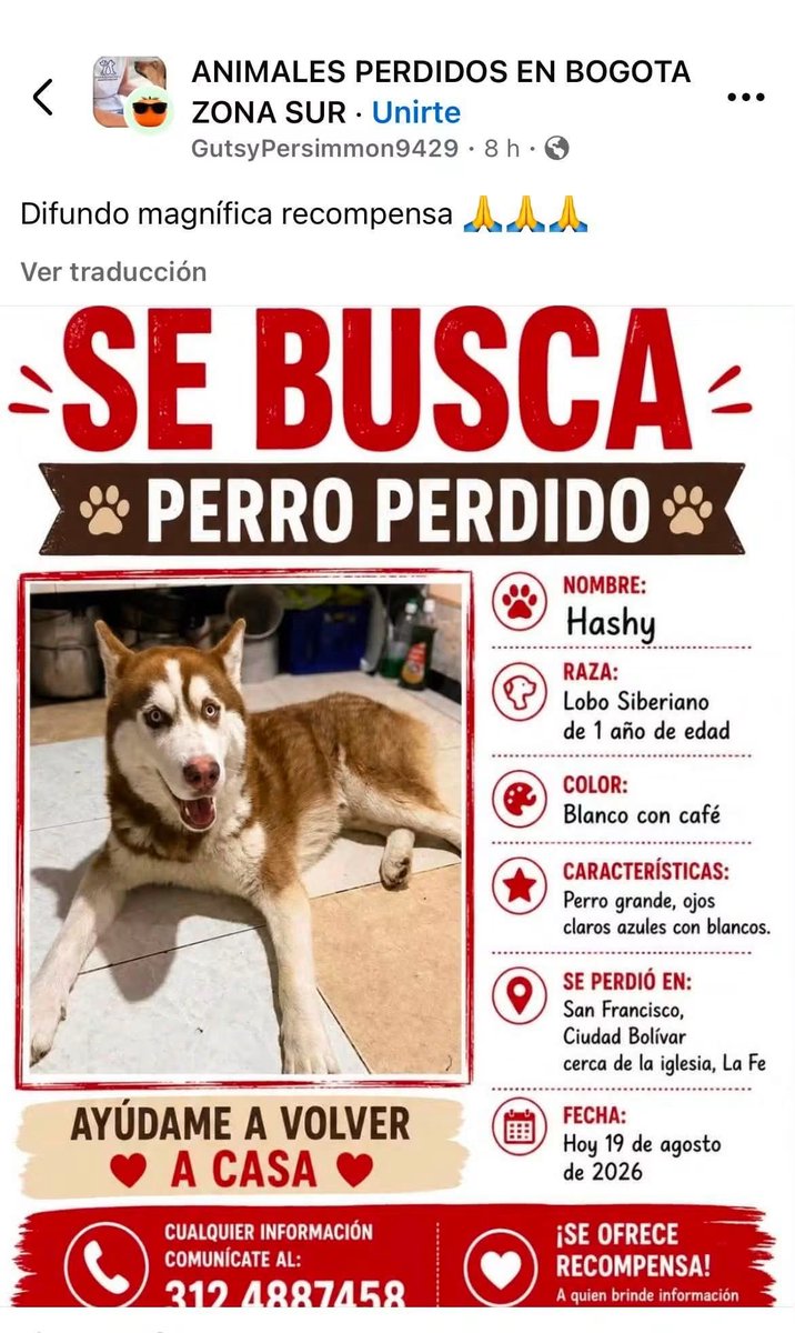 CooleraConnor's tweet photo. 🚨🚨🚨 COMPARTO 🚨🚨🚨 

Hashy se perdió en Ciudad Bolívar el 19 de agosto y ayer lo vieron por el Park Way!!
Ha caminado mucho. 😔
Lo están buscando por la zona.
Por si lo ven, llamen, no traten de cogerlo, es muy nervioso.
Ayudaaaa 🥺🥺🐶 https://t.co/Fb3ejtVc8g