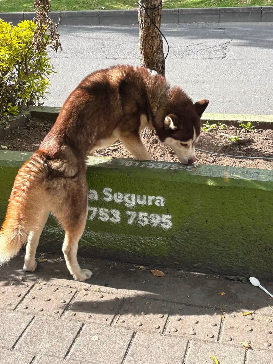 CooleraConnor's tweet photo. 🚨🚨🚨 COMPARTO 🚨🚨🚨 

Hashy se perdió en Ciudad Bolívar el 19 de agosto y ayer lo vieron por el Park Way!!
Ha caminado mucho. 😔
Lo están buscando por la zona.
Por si lo ven, llamen, no traten de cogerlo, es muy nervioso.
Ayudaaaa 🥺🥺🐶 https://t.co/Fb3ejtVc8g