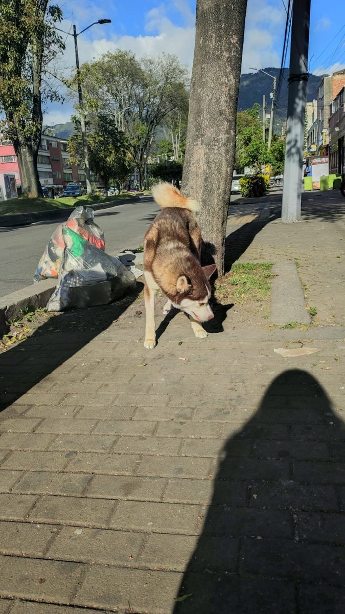 CooleraConnor's tweet photo. 🚨🚨🚨 COMPARTO 🚨🚨🚨 

Hashy se perdió en Ciudad Bolívar el 19 de agosto y ayer lo vieron por el Park Way!!
Ha caminado mucho. 😔
Lo están buscando por la zona.
Por si lo ven, llamen, no traten de cogerlo, es muy nervioso.
Ayudaaaa 🥺🥺🐶 https://t.co/Fb3ejtVc8g