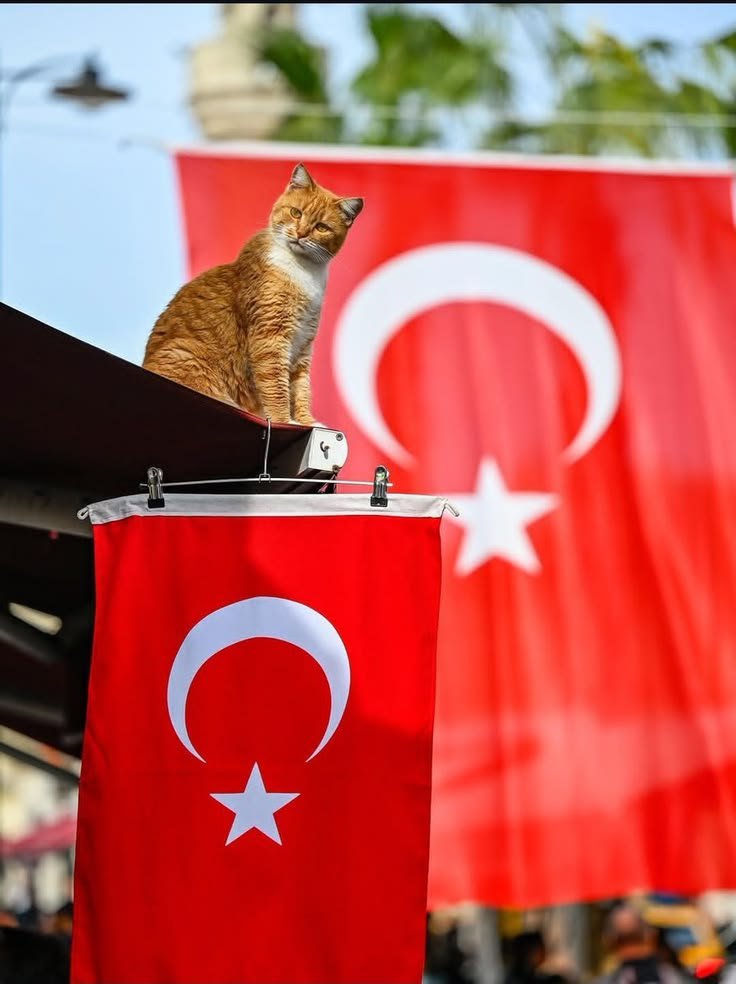 atsizingokceni's tweet photo. Hiç kimse :

Ben ; https://t.co/5wWlvkOCAL