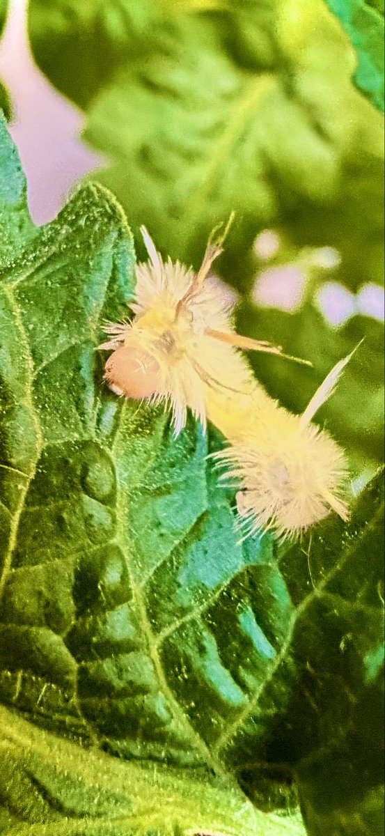 DAnnesEyes's tweet photo. #EnjoyYourViews #InsectThursday #ChewChewChew https://t.co/uGh5pL1zLS