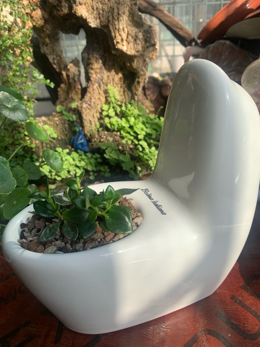 UwemNnamoh's tweet photo. Just upcycled an old mason jar into a minimalist planter—scrap fabric + a little paint magic, zero waste, tons of fun!  What's your next small DIY project， https://t.co/RjLVn0SBdk