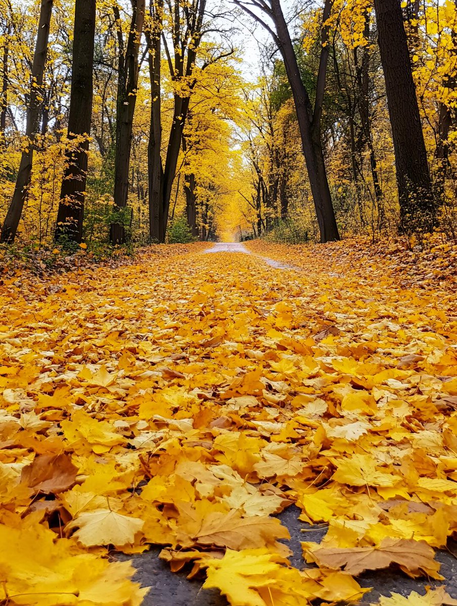 godspoweririke2's tweet photo. The first crisp autumn breeze just swept through the park—leaves turning golden, coffee in hand, and that perfect cozy vibe we’ve been waiting for all year ， https://t.co/wT9zzY0WxU