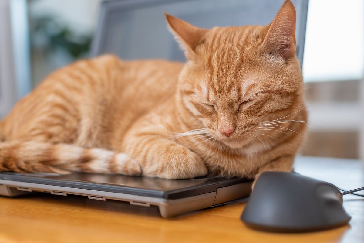JimcaDaahir's tweet photo. Just clocked the best 10 minutes of my workday—staring at the window, watching cats chase birds. Productivity hit different today. https://t.co/raPaIbfQUO