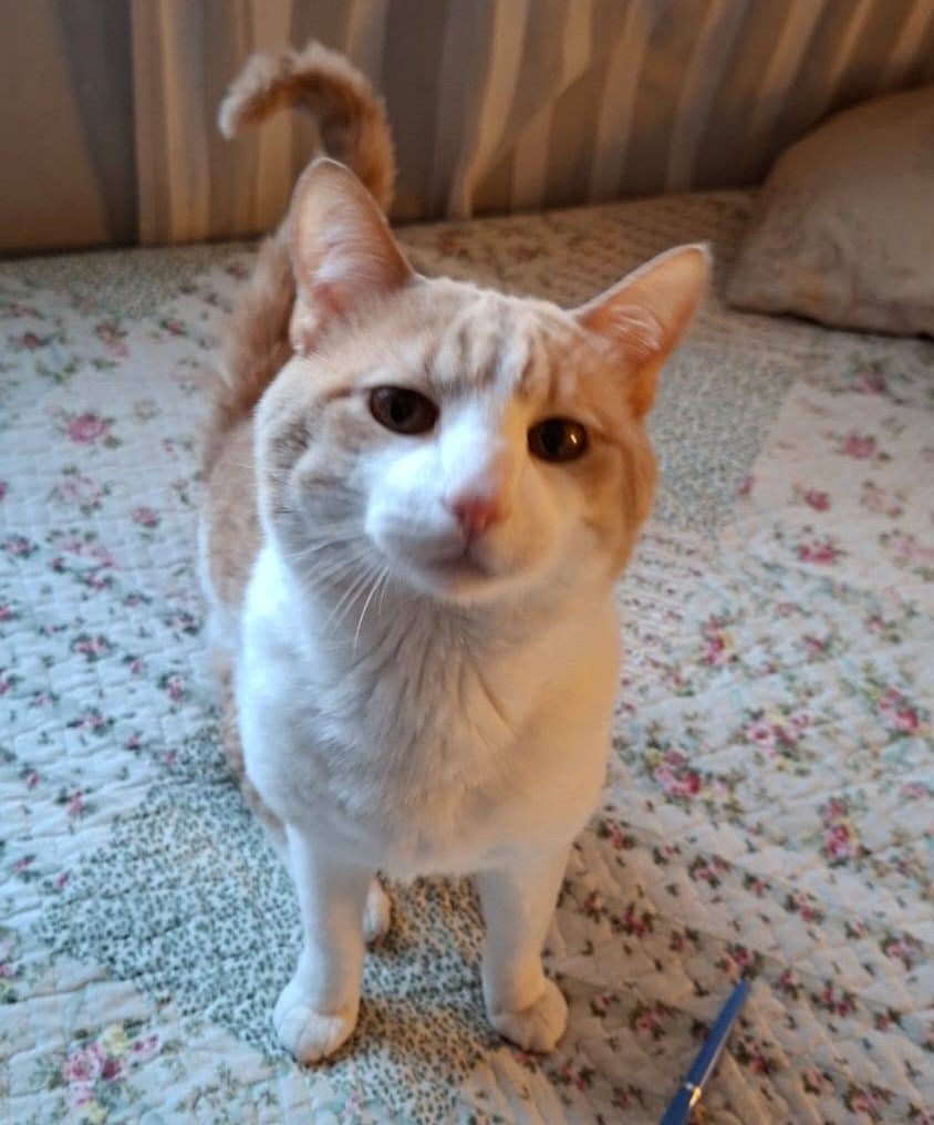 eltuitdemarsh's tweet photo. Lindo gatito, de 3 años, en adopción responsable. Es muy regalón, cariñoso y juguetón. Le encanta recibir mimos y estar acompañado. Si deseas darle un hogar para siempre, comunícate al +56982377222. Favor RT!
#Santiago https://t.co/kF1Deds18m