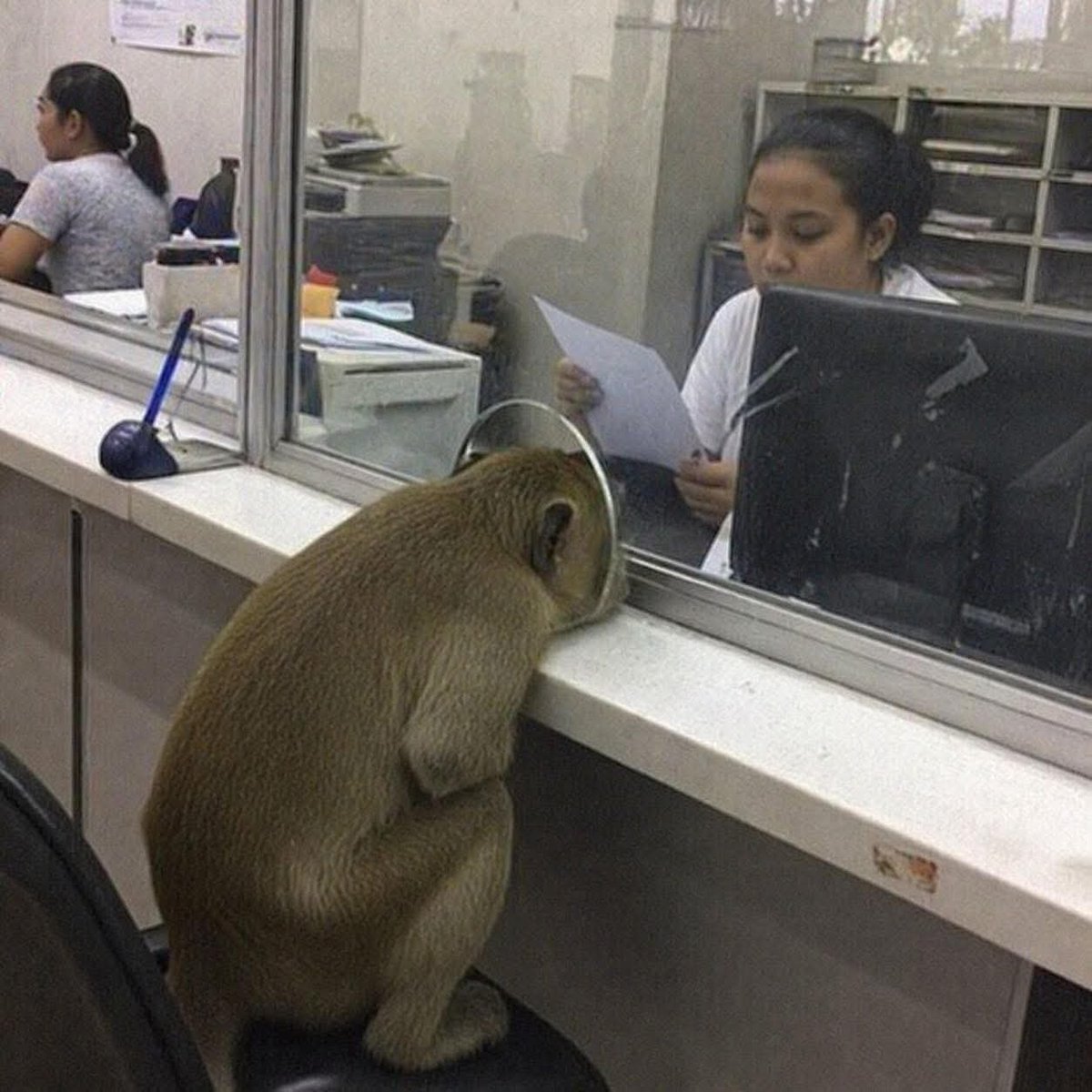 Animalesaprieto's tweet photo. Perdón es que no se oye 
Yo: https://t.co/HSETTYlyJQ