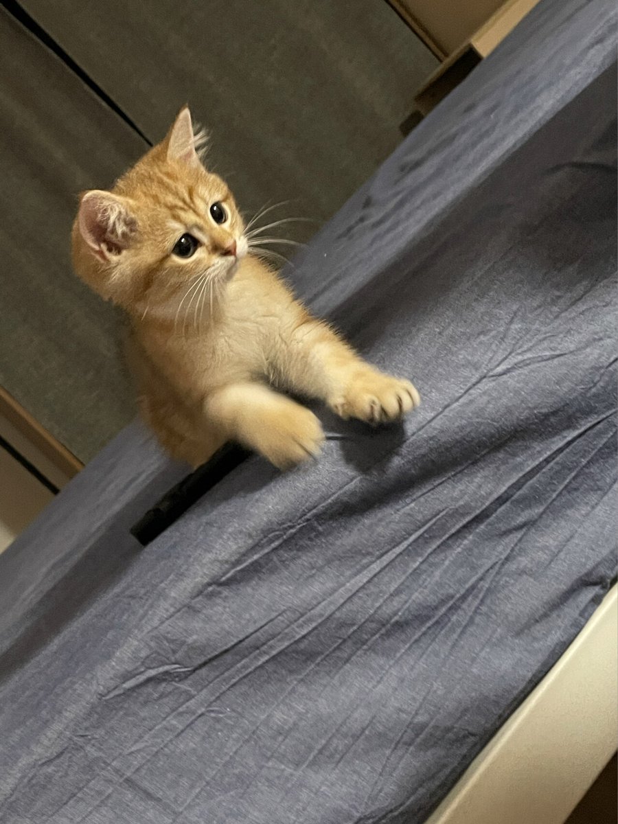JabirAl23812592's tweet photo. Our tiny furball Max is 3 months old today! From wobbly first steps to zoomies around the couch, every growth milestone is pure joy ， https://t.co/d9o99eb9ZD