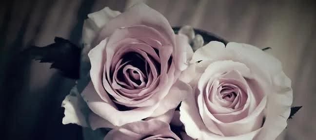 Reza_e_Dil's tweet photo. کُھل سکتی ہیں گانٹھیں ذرا سے جتن سے مگر
لوگ قینچیاں چلا کر سارا فسانہ بدل دیتے ہیں🍂 https://t.co/mFGwP1UpIe