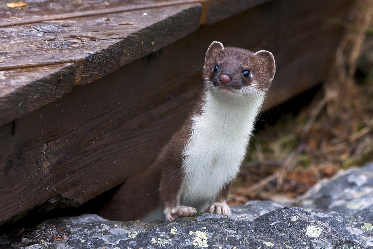 Patetriot's tweet photo. @RenegadeAcademe @uarizona @UArizonaSBS Recycling weasels as usual https://t.co/CEI83ydlzK