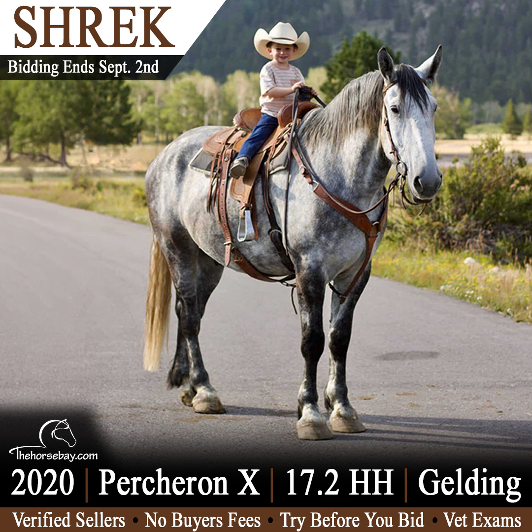 thehorsebaycom's tweet photo. 📷 Available Now on https://t.co/EAFnkZjAMW!
📷Shrek📷
📷 Breed: Percheron X
📷 Foal Date: 06-01-2020
📷 Height: 17.2 HH
📷 Color: Dappled Grey
📷 Sex: Gelding
📷 Location: Fort Collins, CO https://t.co/Da5ei9IJna