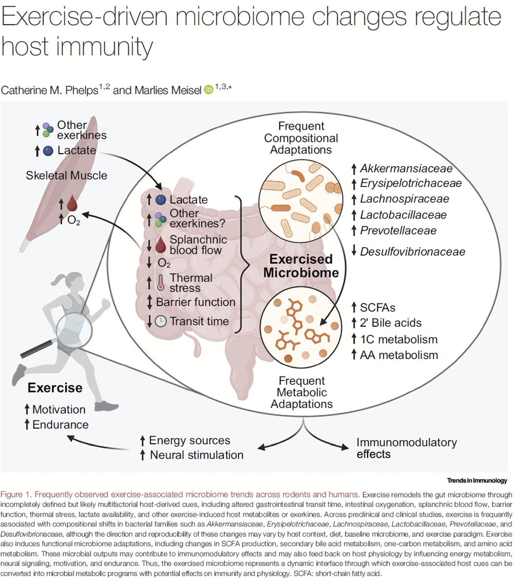 SatchinPanda's tweet photo. Exercise may reshape our microbiome and immune system in ways that influence disease risk.

This timely review explores how exercise-responsive gut microbes and their metabolites, including short-chain fatty acids, secondary bile acids, and formate, may influence systemic inflammation, antitumor CD8 T-cell immunity, autoimmunity, and metabolic disease.
The exciting challenge now is to move from association to mechanism: Which microbes matter? What metabolites do they produce? And how does the host sense and respond to them?
#Exercise #Microbiome #Immunity #Metabolism #GutHealth #CancerImmunology #PrecisionMedicine
@TrendsImmuno @WuTsaiAlliance 
https://t.co/qz4sCRuAGU