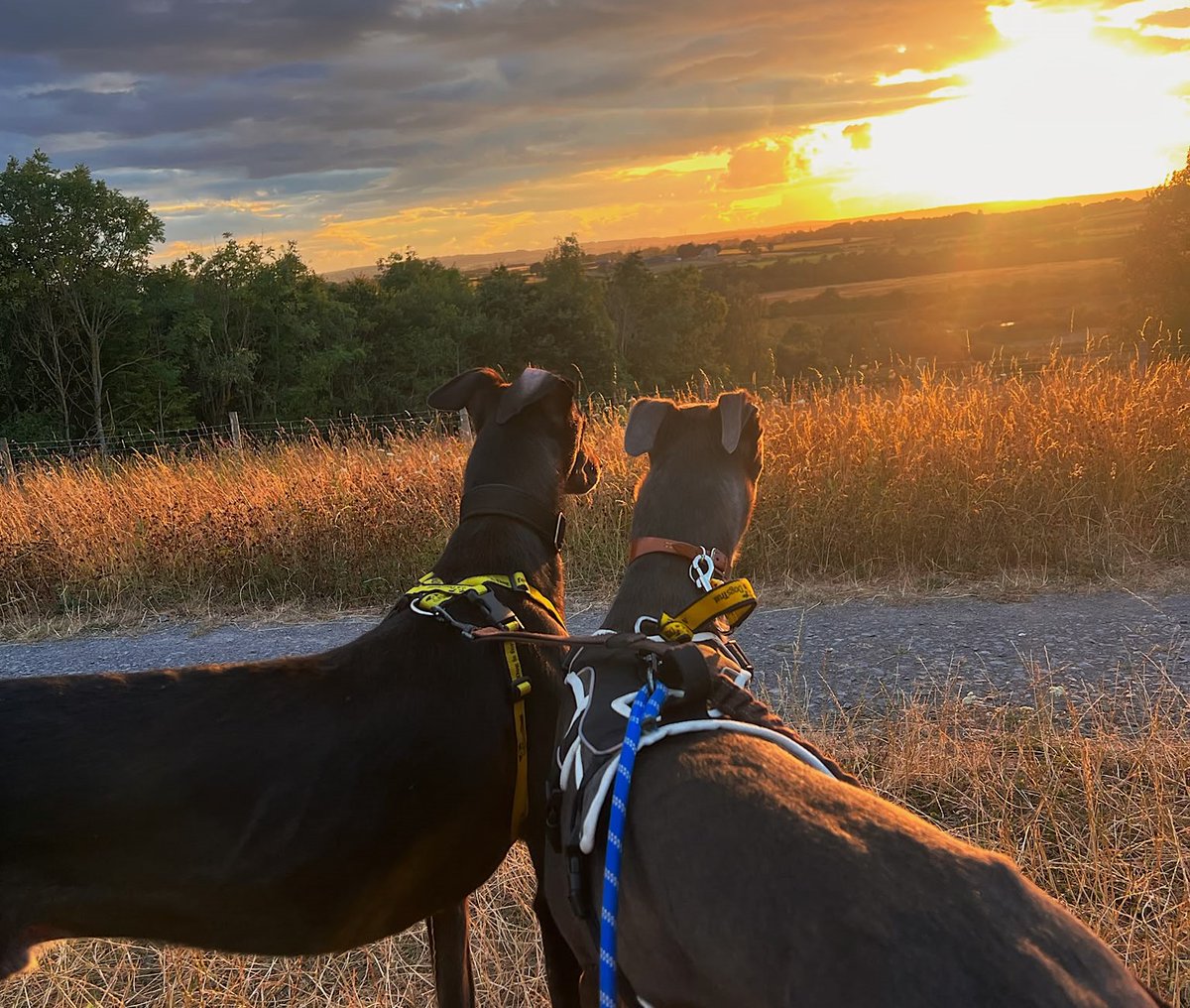 DT_Darlington's tweet photo. Some moments are just meant to be shared ๐๐ซถ
#DogsTrust #Sunset #GreyhoundLife #RescueDogs #FosterDog https://t.co/bEm2RI7txX