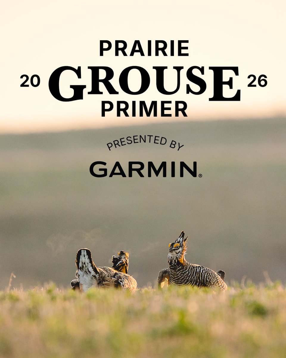 pheasants4ever's tweet photo. It is time. Prairie grouse seasons loom. Reports are a mixed bag. Birds will fly.

Our native prairie grouse – sharp-tailed grouse, prairie chickens and sage grouse – are magnificent creatures, at once delicate and tough.

Delicate because they require habitat specific to their needs.

Tough because they can survive most-all of what nature can throw at them – from arctic cold to desert-like heat, horrible blizzards to rainy springs, powerful summer thunderstorms to freight-train winds, and you can throw drought in there for good measure. They evolved here.

You will find habitat as a recurring theme in PF & QF'S 2026 Prairie Grouse Primer. Weather has its effect. But good habitat solves many ills. The reports are all over the board, which means you pretty much just have to go hunt. Do it.

Read it here: https://t.co/Rna53Ur7W7

The 2026 Prairie Grouse Primer is proudly presented by @garminfishhunt