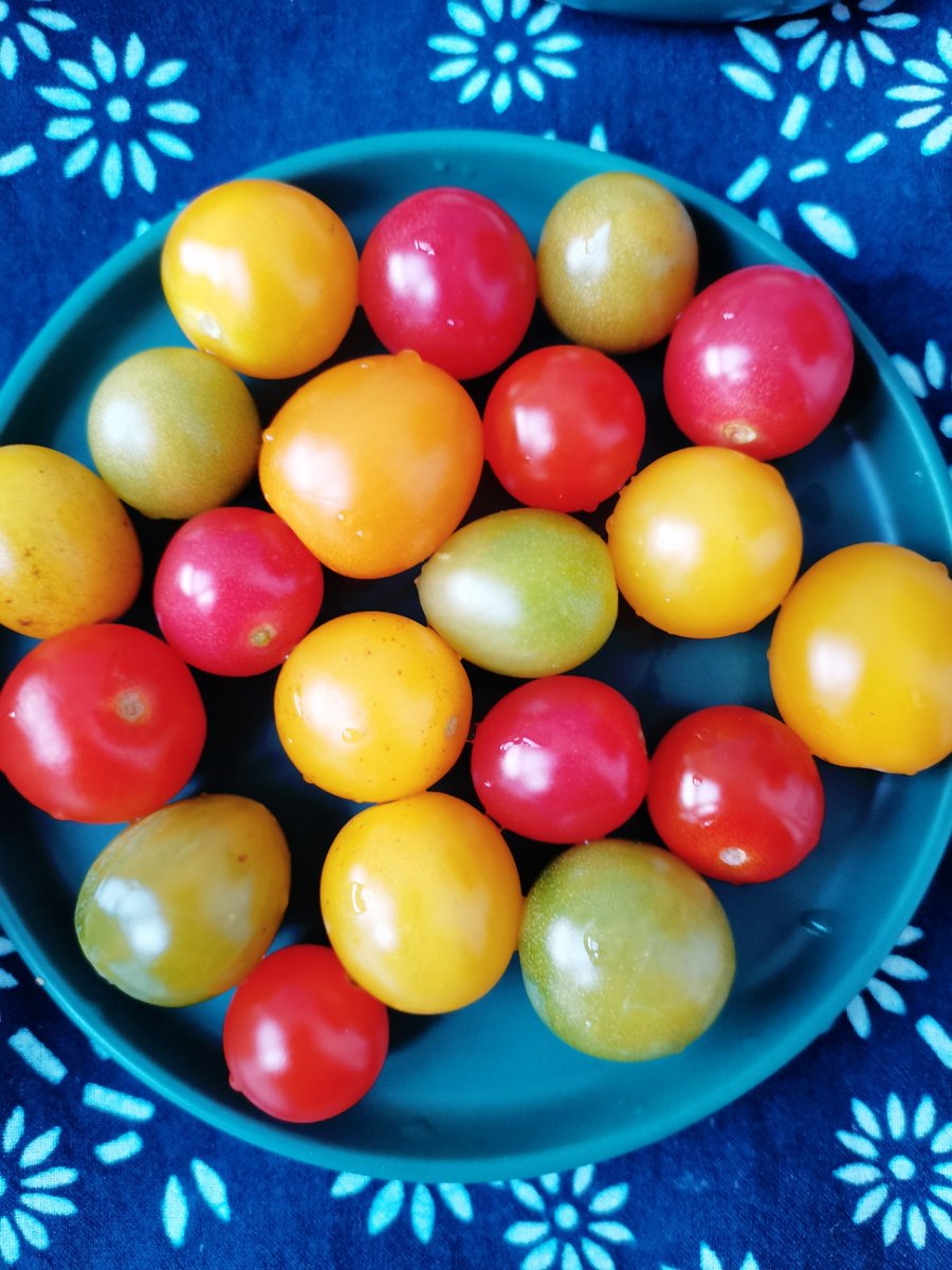 billleblanc5's tweet photo. Fresh organic spinach, cherry tomatoes u0026 whole-grain bread restocked at our local farmers’ market—perfect for a healthy quick meal! Swing by before 2PM to grab yours! https://t.co/XPwRvhQFyG