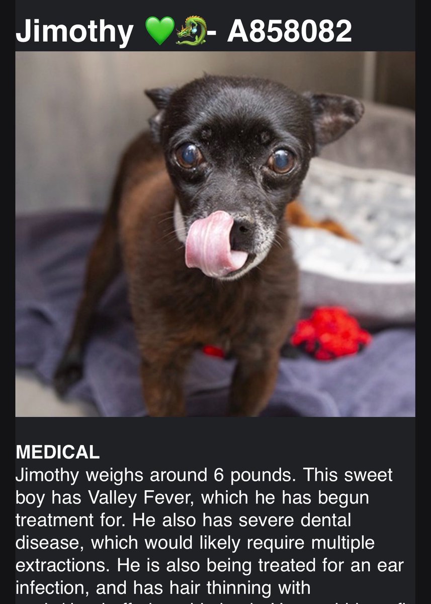 CricketSSDog's tweet photo. Who likes numbers?! 🙋‍♀️
So far, $26,681.95 has been sent to Rusty’s Angels Sanctuary through the fees.
As soon as those funds hit our bank account, we paid off a $15,000 veterinary bill.
That leaves $11,681.95 to help cover medical care for new senior dogs who desperately need us.
And guess what?!
Tomorrow morning, we are scheduled to pick up a dog named Jimothy. Yep… that’s what I said. 😂 How crazy is that name?! 
I call those God winks 😉 🙏
But because we now have these extra funds available, we made the decision to pull THREE MORE senior dogs sitting on death row.
So tomorrow, FOUR senior dogs will arrive at Rusty’s Angels Sanctuary. ❤️🐾
This project is life-changing for these dogs. Literally.
And THIS is what your support is making possible.

The two females were strays and need names… what should we them?! Comment below!