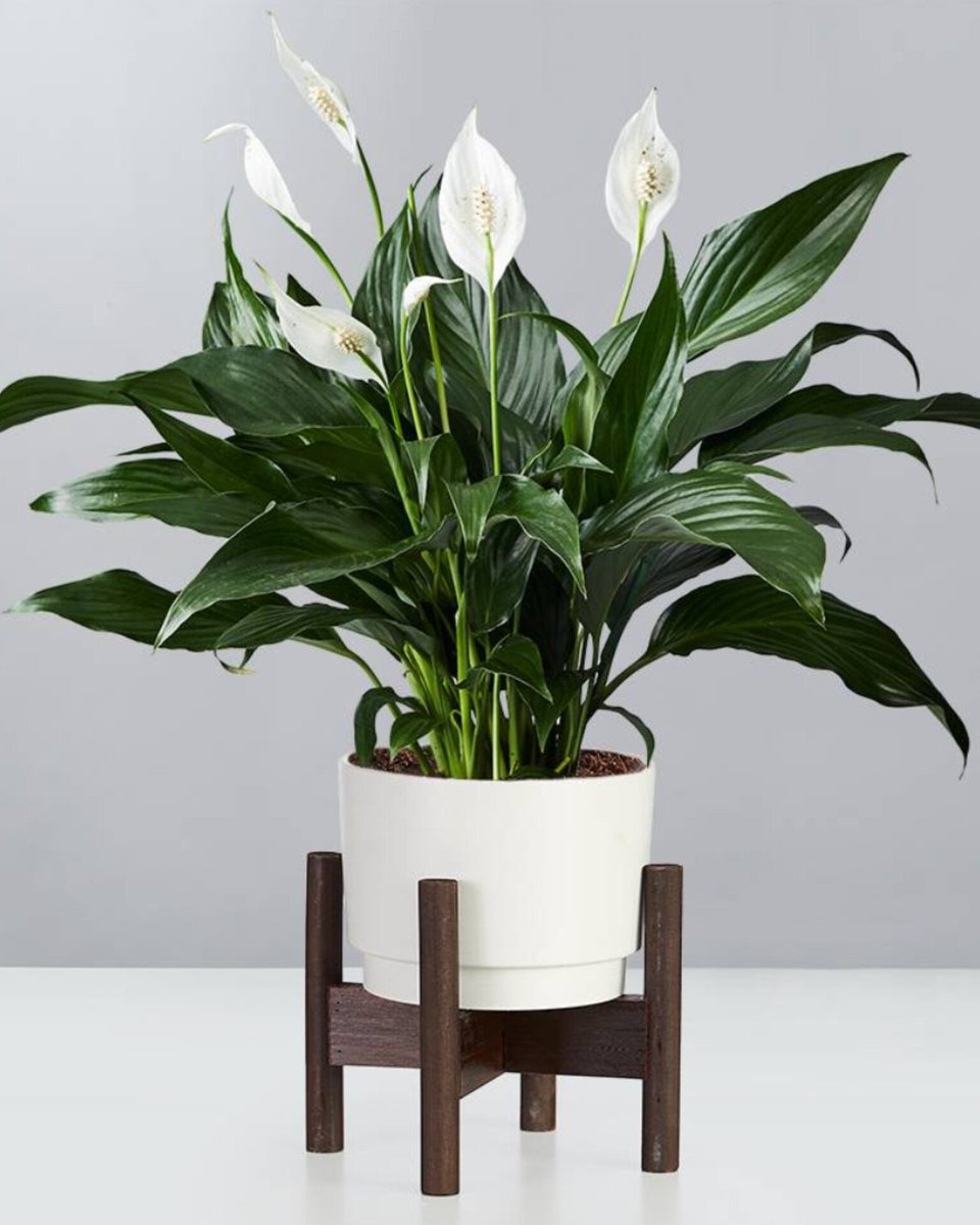aumnisci3nt's tweet photo. NUMBERS AND THEIR INDOOR PLANTS (NOT IN ORDER)

7 → snake plant, peace lily and aloe vera 

>Snake plant survives on neglect and wants dim corners. And, looks like an ascetic sitting in meditation.
>Peace lily — water-loving, white, blooms in shade. Same symbolic family as the lotus, but it'll actually live in a flat.
>Aloe vera stores water, needs almost nothing, quietly medicinal.
#Numerology