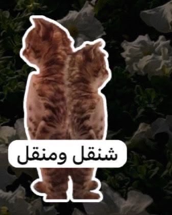 re_villy's tweet photo. الكياته تتصل 💕🫰🏻 https://t.co/qJenAqQxps