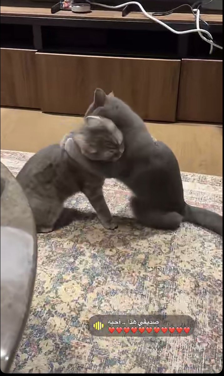 re_villy's tweet photo. الكياته تتصل 💕🫰🏻 https://t.co/qJenAqQxps