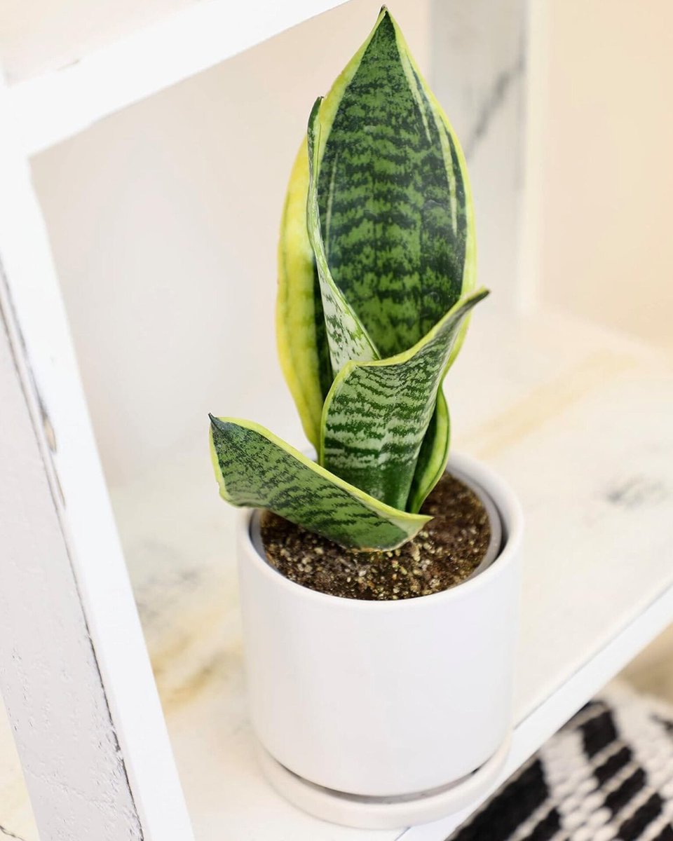 aumnisci3nt's tweet photo. NUMBERS AND THEIR INDOOR PLANTS (NOT IN ORDER)

7 → snake plant, peace lily and aloe vera 

>Snake plant survives on neglect and wants dim corners. And, looks like an ascetic sitting in meditation.
>Peace lily — water-loving, white, blooms in shade. Same symbolic family as the lotus, but it'll actually live in a flat.
>Aloe vera stores water, needs almost nothing, quietly medicinal.
#Numerology