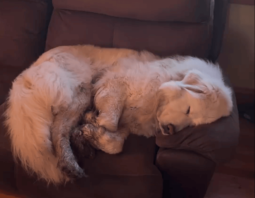 Saikira16483611's tweet photo. My pup curled up on my lap while I worked today—this little furball’s the best stress reliever, no fancy toys needed just soft snuggles. https://t.co/THssnlMglS