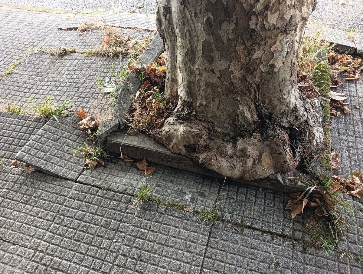 flora_vigo's tweet photo. Plátano de sombra que ya ha dicho ¡¡basta!!
#alcorque #alcorques #arboladourbano #árbol #árboles https://t.co/T8KjUfHcsi