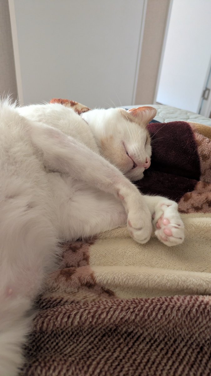 catmakesnoise's tweet photo. @shlofolina she's so cute I have a calico and they're the sweetest... also can't keep her mouth closed https://t.co/PoB6EMms3K