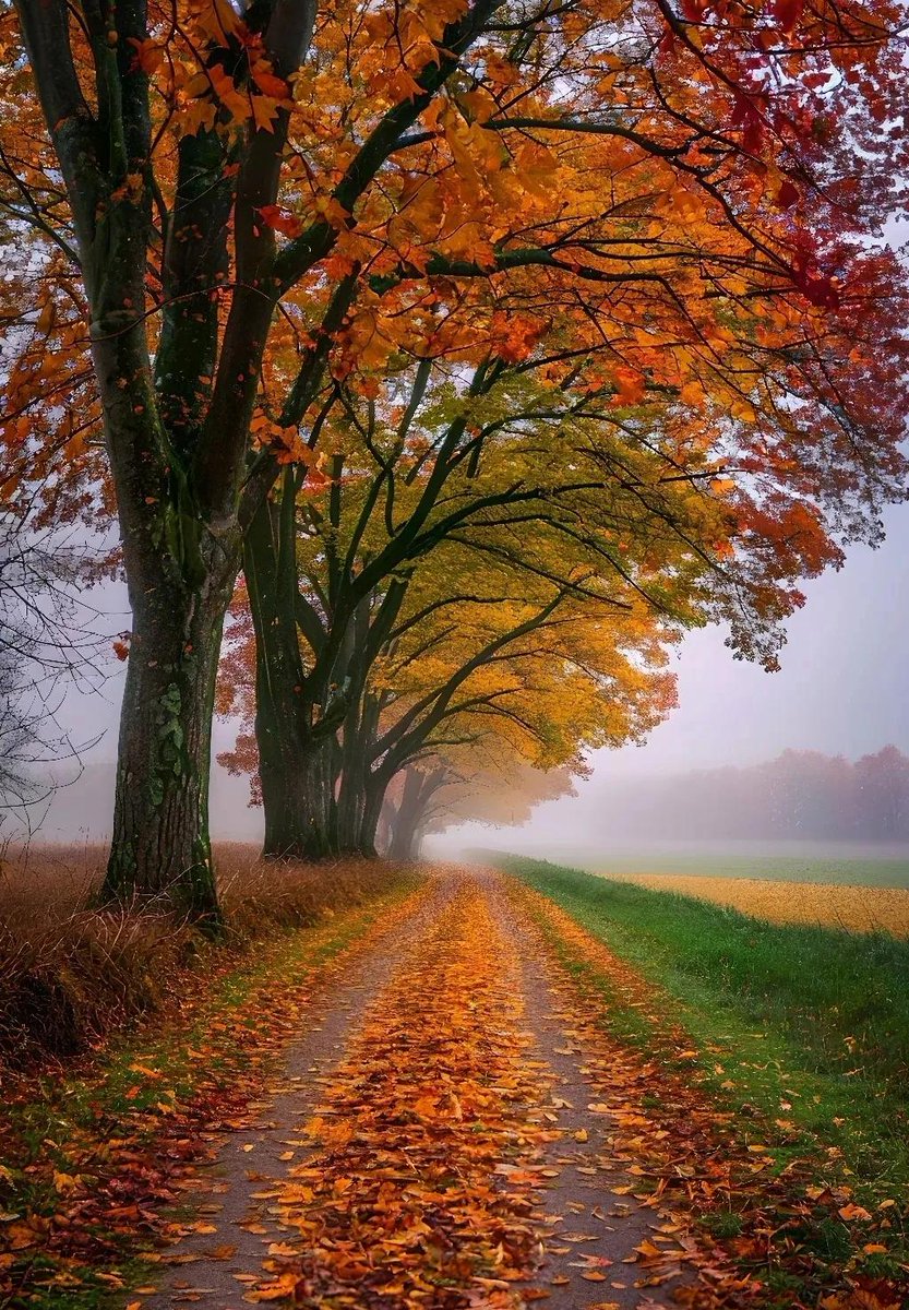 FansRetro's tweet photo. The golden sunshine of autumn is here, with crisp air and falling leaves—perfect for a cozy walk! https://t.co/Sdc0aVKfY5