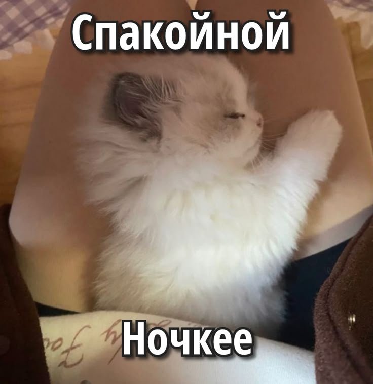 aaav_un's tweet photo. мне кажется мой лимит на сегодня исчерпан и я пошла нахуй (спать) https://t.co/6Uq1bpc7G0