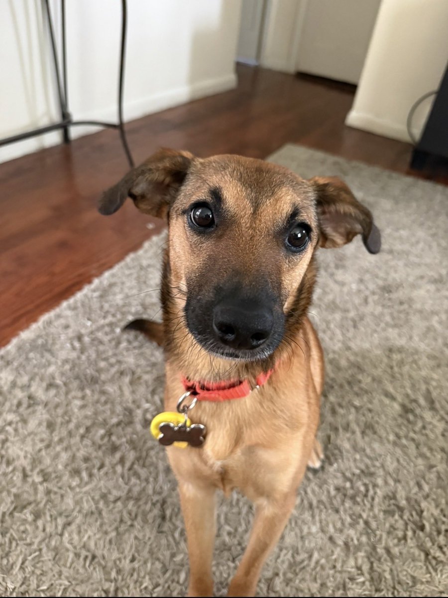 Claudette3Stars's tweet photo. @AsherHouseORG They are all so adorable!   My roommate adopted this cutie! 🥰 https://t.co/LbBUTmrMx6
