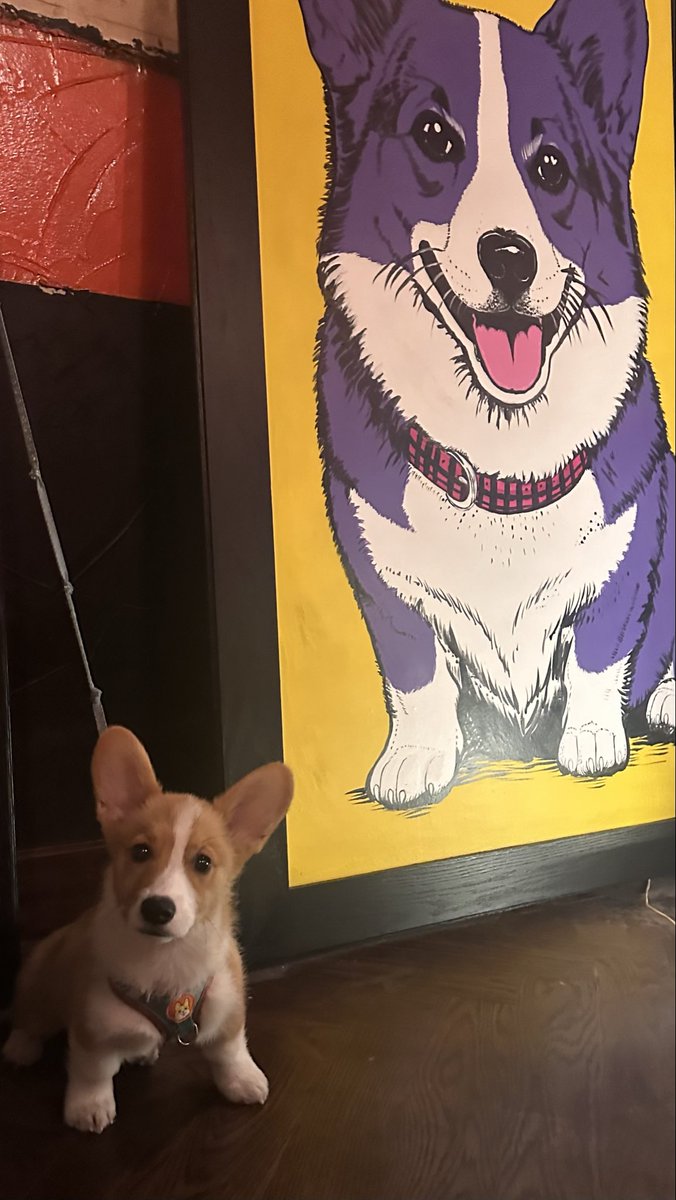 victorneumann_'s tweet photo. hamilton is ready for the corgi cafe opening in nyc @UseCorgi https://t.co/Xr3AjklwVK