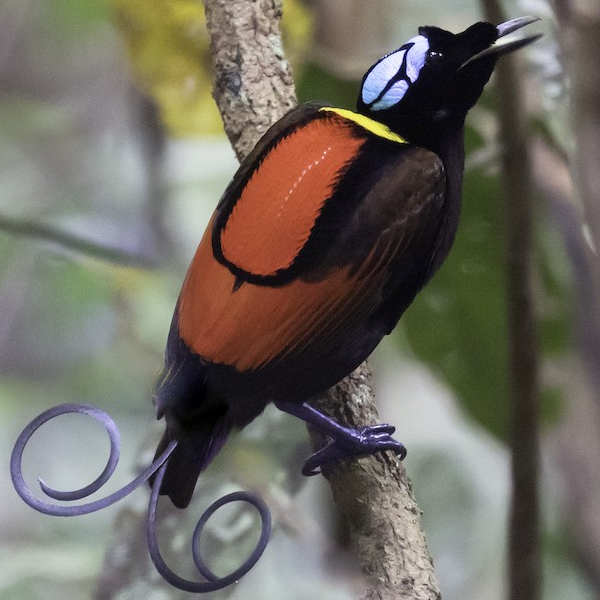 AMAZlNGNATURE's tweet photo. This brightly colored bird is found only in a small part of Indonesia

Wilson’s Bird-of-Paradise lives on islands in Raja Ampat and is known for its vivid multicolored plumage https://t.co/AEDXAojoub