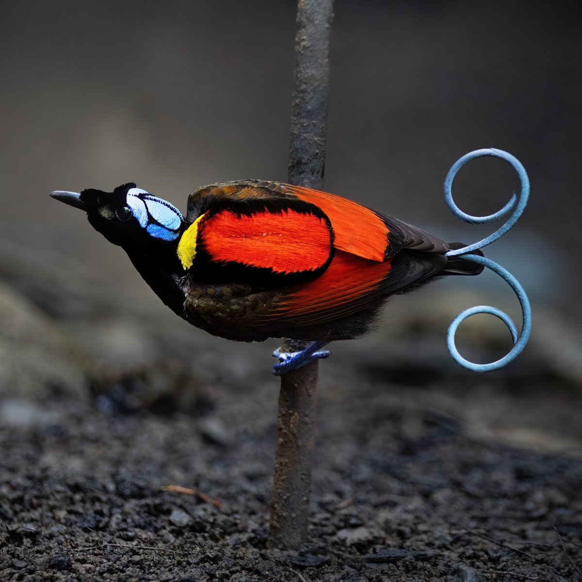 AMAZlNGNATURE's tweet photo. This brightly colored bird is found only in a small part of Indonesia

Wilson’s Bird-of-Paradise lives on islands in Raja Ampat and is known for its vivid multicolored plumage https://t.co/AEDXAojoub