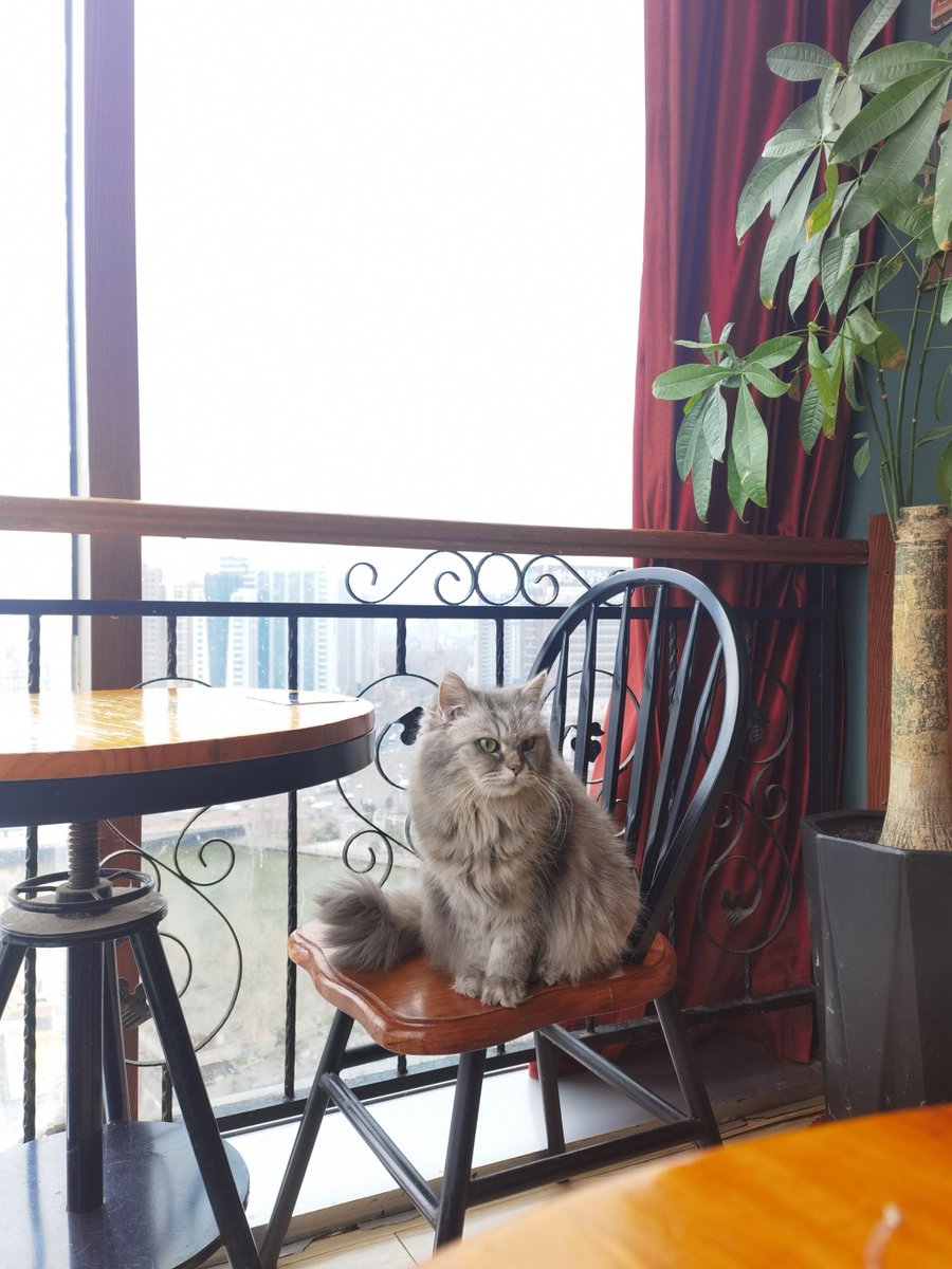 henrykendall's tweet photo. Snuggling on the couch with a hot cup of tea, my cat curled up at my feet—this quiet Sunday cozy is all I need. https://t.co/4c1oW3IDUN