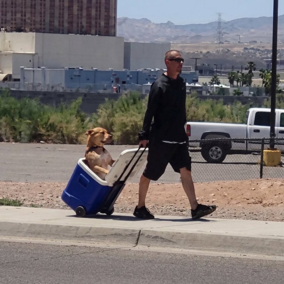 EnsedeCiencia's tweet photo. 🔴 | Un hombre fue fotografiado en Arizona transportando a su perro dentro de una hielera con ruedas para evitar que sus patas tocaran el pavimento durante el intenso calor. 🐶 

Respeto. 🫡 https://t.co/Ksqatp11WP