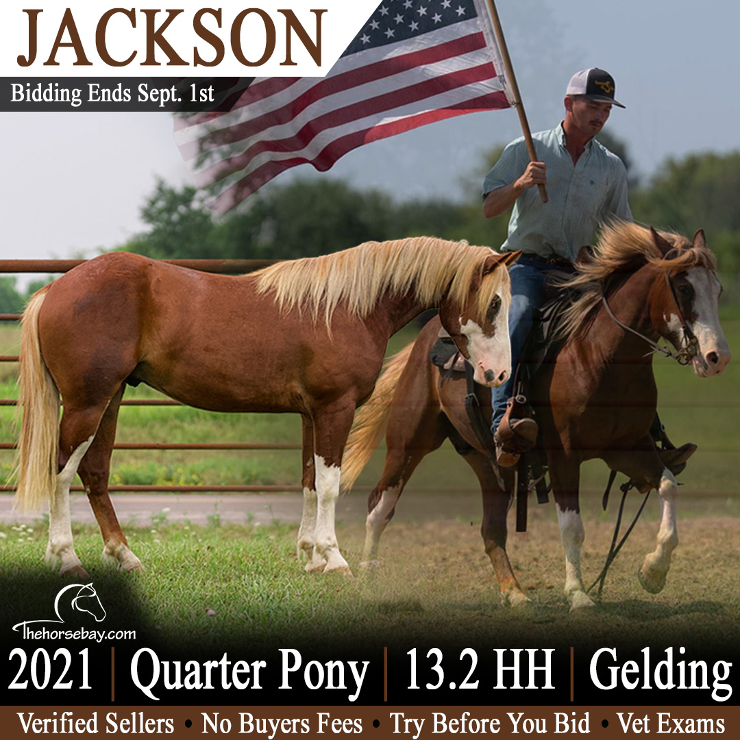 thehorsebaycom's tweet photo. ⭐ Available Now on https://t.co/EAFnkZjAMW!

💎Jackson💎
▪️ Breed: Quarter Pony 
▪️ Foal Date: 01-01-2021
▪️ Height: 13.2 HH
▪️ Color: Sorrel 
▪️ Sex: Gelding
▪️ Location: Bogard, MO https://t.co/XwGXYjA7Od