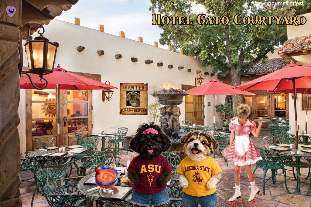 DemBruddahs's tweet photo. @The3Yorkiteers @MrWuggums @XanawuCats @Angie390460 Let’s go. IMs loves mines Uni uniform

Hewlo Ruby *squeezes* Teala @TedNTodd and me, we would like some lonches, purrlease 🩶💗 #Chilltent #cactusgulch #WuggieCommunity https://t.co/XMxMxkkVus