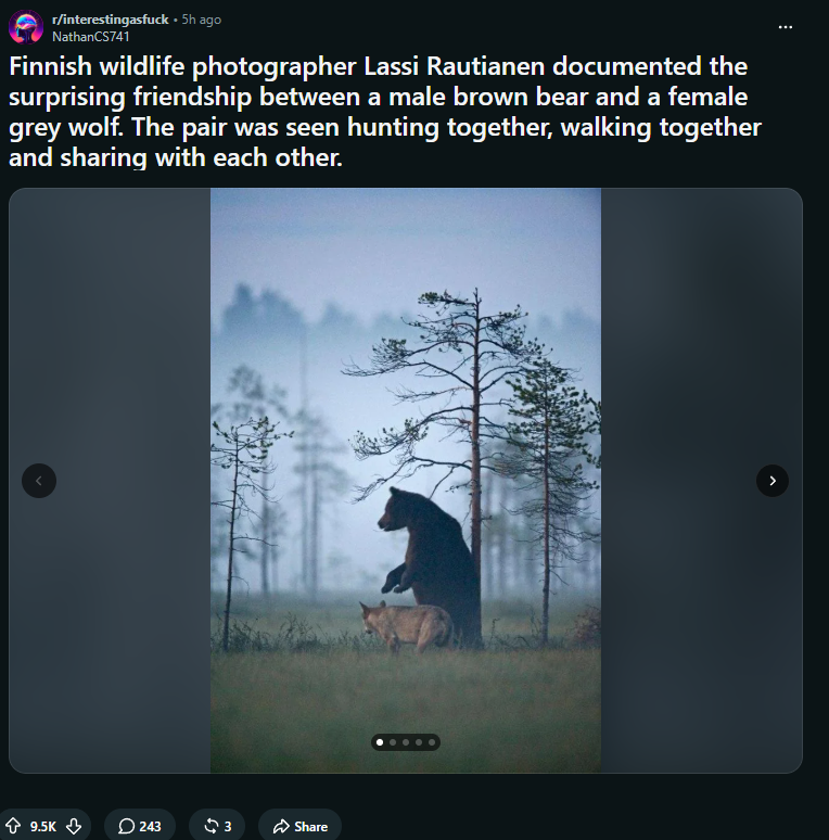 4201's tweet photo. HELLO THIS IS GOING GIGA VIRAL ON REDDIT 

10K UPVOTES IN 5 HOURS ABOUT AN UNEXPECTED FRIENDSHIP BETWEEN A BEAR AND A WOLF  

$FRIENDSHIP

https://t.co/FLUXO55ZQX https://t.co/Hxyog3lBG1