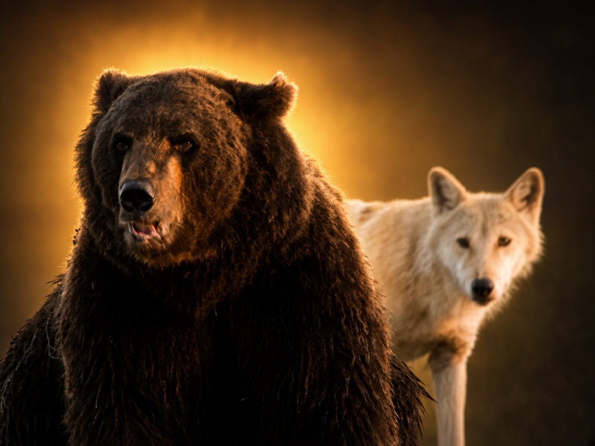 4201's tweet photo. HELLO THIS IS GOING GIGA VIRAL ON REDDIT 

10K UPVOTES IN 5 HOURS ABOUT AN UNEXPECTED FRIENDSHIP BETWEEN A BEAR AND A WOLF  

$FRIENDSHIP

https://t.co/FLUXO55ZQX https://t.co/Hxyog3lBG1
