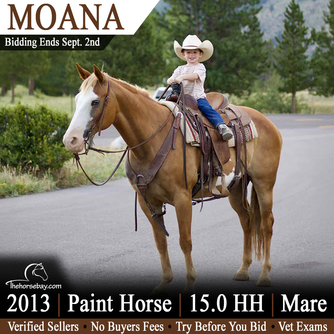 thehorsebaycom's tweet photo. https://t.co/8GE33IpthI
𝐁𝐚𝐥𝐝-𝐅𝐚𝐜𝐞𝐝 𝐒𝐨𝐫𝐫𝐞𝐥 𝐓𝐨𝐛𝐢𝐚𝐧𝐨 𝐏𝐚𝐢𝐧𝐭 𝐇𝐨𝐫𝐬𝐞 𝐆𝐞𝐥𝐝𝐢𝐧𝐠 𝐅𝐨𝐫 𝐒𝐚𝐥𝐞
📷 Available Now on https://t.co/EAFnkZjAMW! https://t.co/cKjVvtheOa