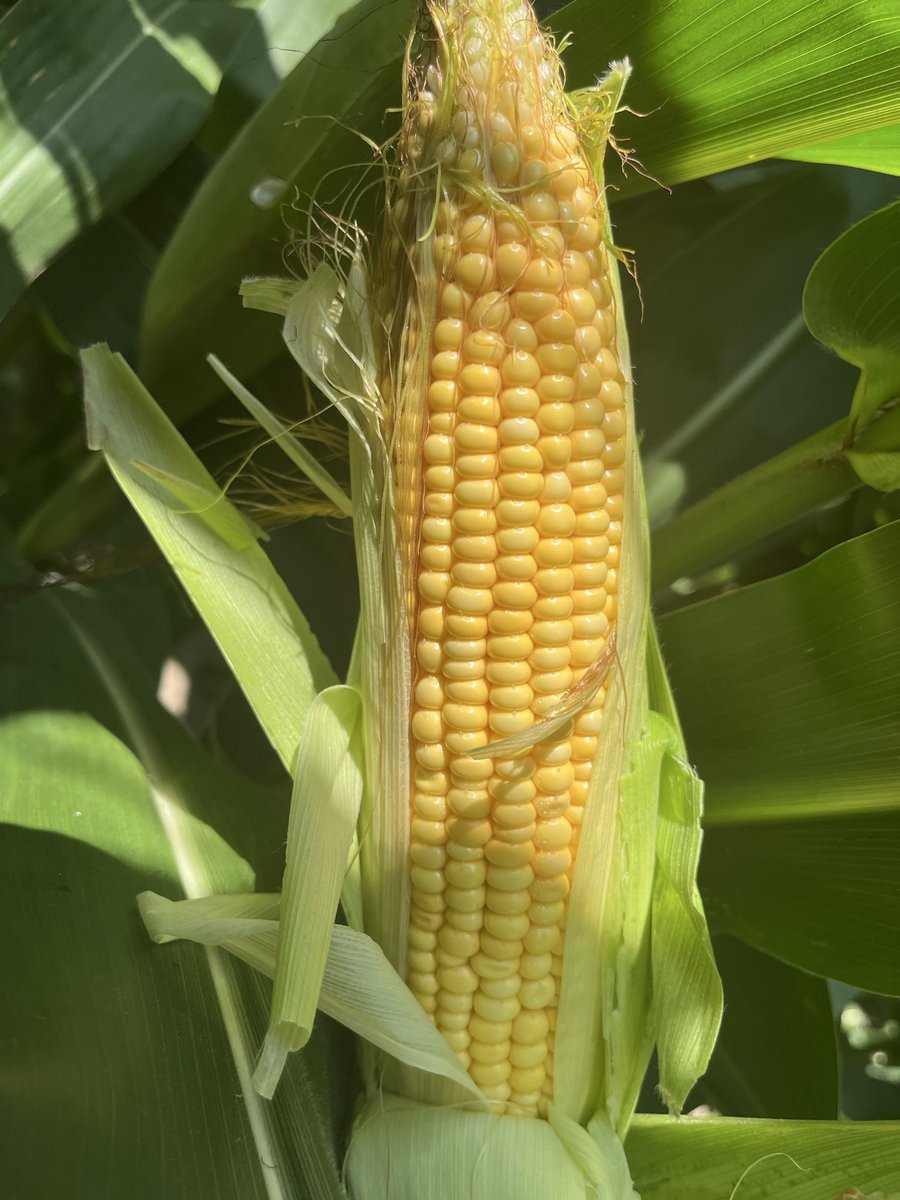 keithschweitzer's tweet photo. That escalated quickly 🧐 #cowchow26 #denting https://t.co/FILApmXmuW