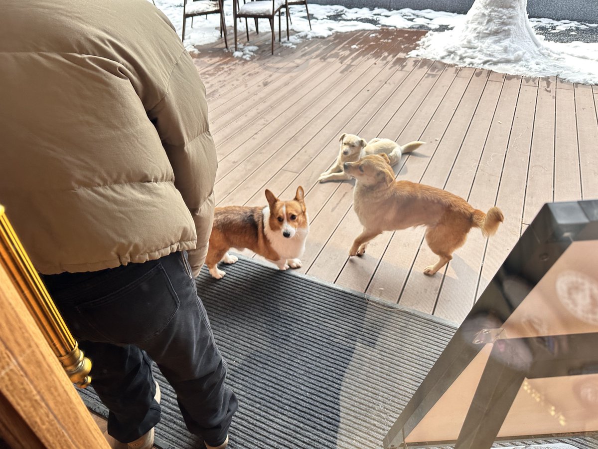 Mdmaeenuddin3's tweet photo. Got homemade chocolate chip cookies on my counter, and my next-door neighbor’s dog just sat by my door like  asking for a bite! Left a small plate out—best neighborhood moment ever. https://t.co/bPIt95nMVk