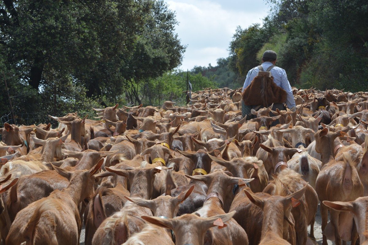 republicatransg's tweet photo. ÚLTIMA HORA:

El gobierno acuerda con los sindicatos ganaderos de la Alpujarra el envío de 500 cabras a #Ceuta para rebajar y aliviar tensiones.

#GobiernoDeProgreso
#SanchezResuelve
#Sisepuede https://t.co/b8iDWu7vDy