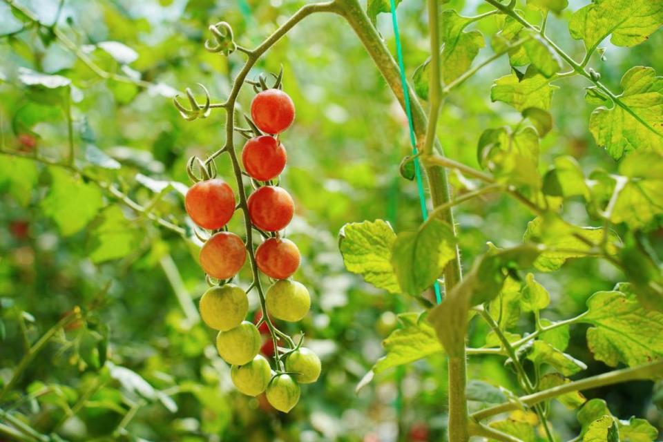 Daisy00Crazy's tweet photo. [Just tried fresh organic cherry tomatoes from the local farm—burst with sweet juice, no sour aftertaste, perfect for salads or snacking!  #FoodReview #LocalProduce]， https://t.co/d48mZQdFR2
