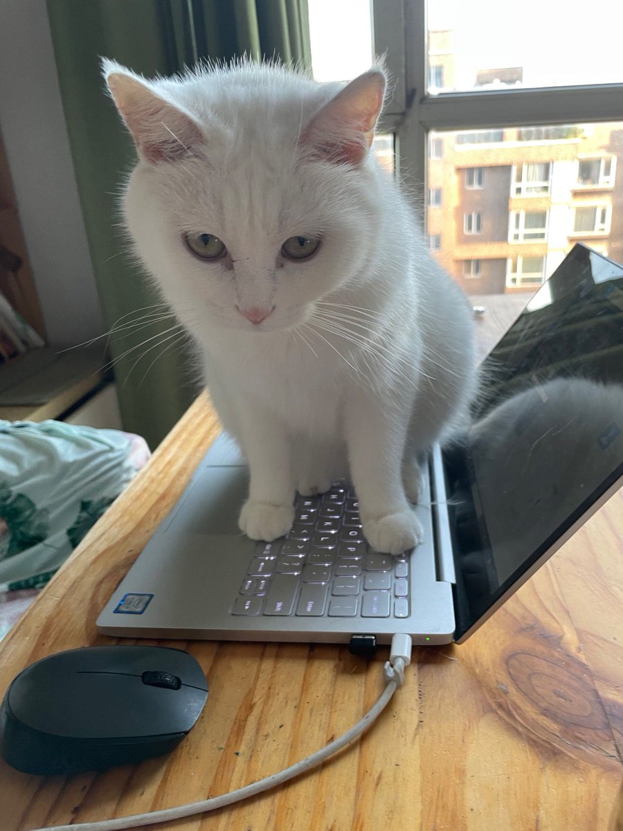 rachell44636739's tweet photo. This fluffy ball of chaos is now trotting like a little grown-up! 3 months of purrs, zoomies and tiny paw prints on my bed – can’t get enough of my sweet fur baby.， https://t.co/25NA58CMrG