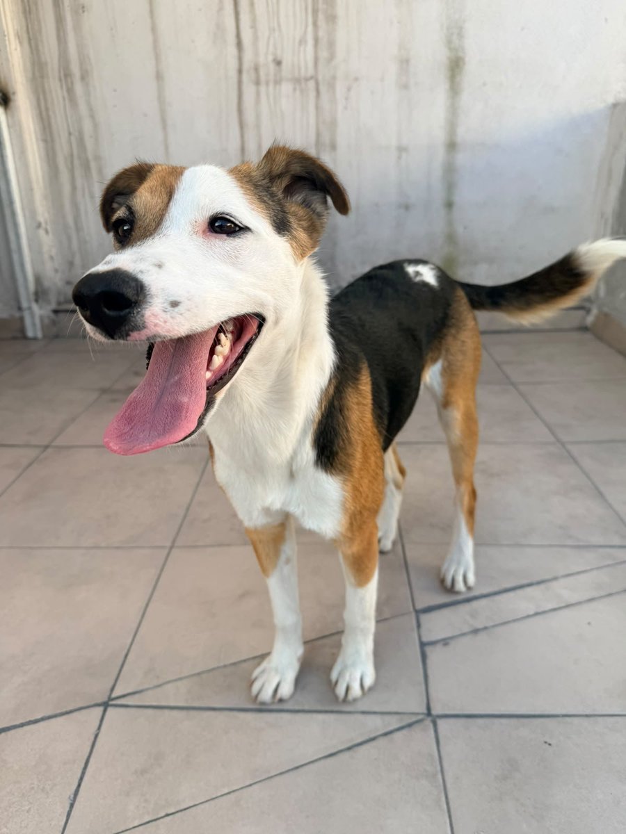 VIBRAmascotas's tweet photo. Nos ayudan compartiendo a Deisy? 
Está buscando una familia para toda la vida 
Tiene 1 año aproximadamente, medianita , energía alta , no le gusta quedarse sola en casa 🥺🥺
Ideal para una persona joven que haga Home Office, o que siempre haya alguien en casa. 
Wats 5548724347
#cdmx