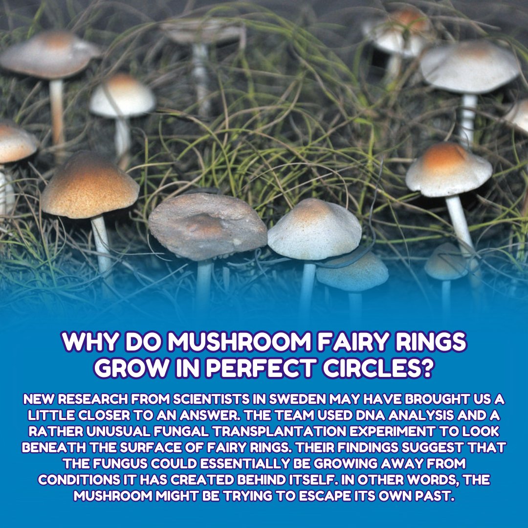 shrooma011's tweet photo. Folklore called them elf circles, and science calls them one very patient organism. Have you ever come across one in the wild? Why do mushrooms grow in mysterious fairy rings? Swipe left to learn more!
#mushroom #fungus #Mycelium #MushroomFacts #Fungi https://t.co/kKWPa3bZwo